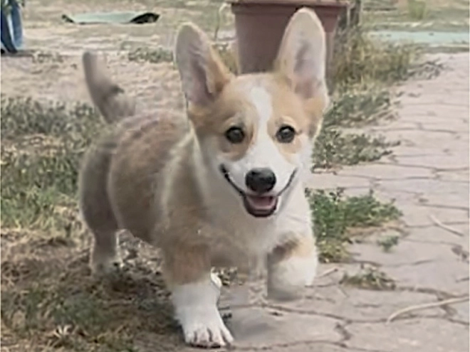 Welsh Corgi Welpe kaufen