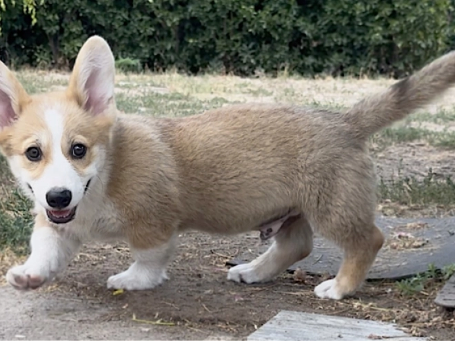 Welsh Corgi Welpe kaufen