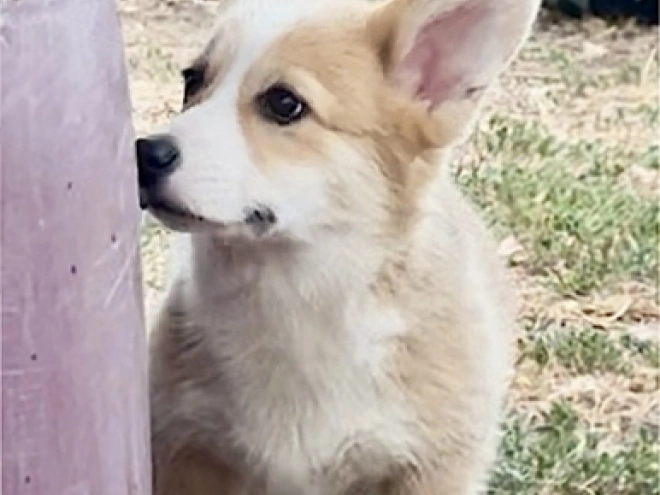 Welsh Corgi Welpe kaufen