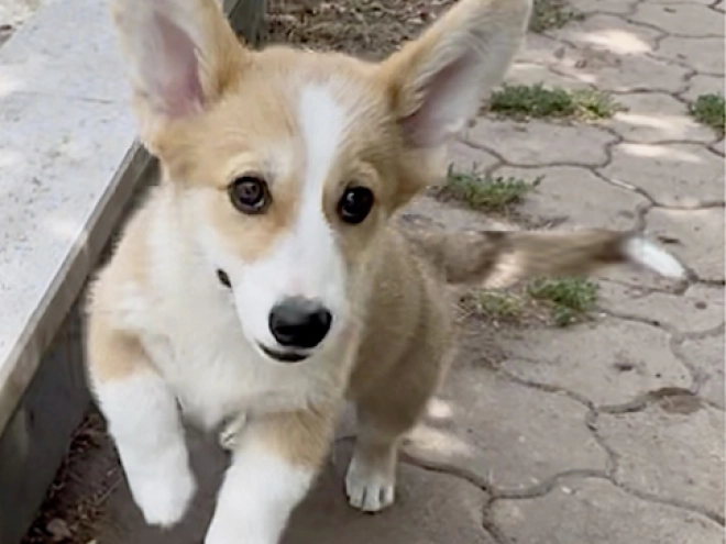 Welsh Corgi Welpe kaufen
