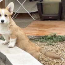 Jules, red Welsh Corgi en venta
