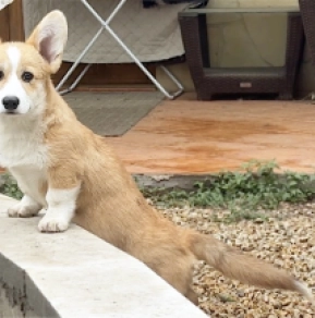 Perros Welsh Corgi en venta