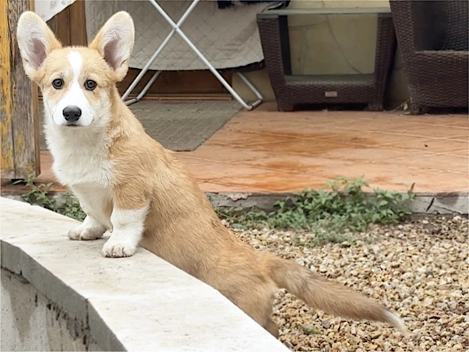 Welsh Corgi puppy for sale