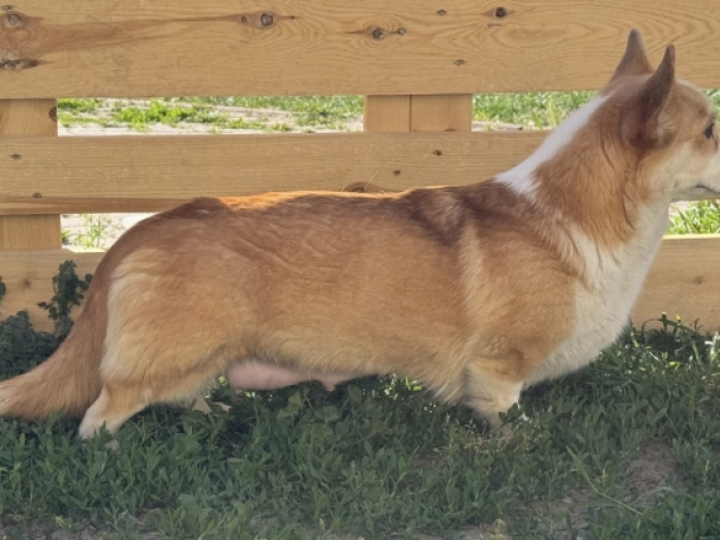 Welsh Corgi Welpe kaufen