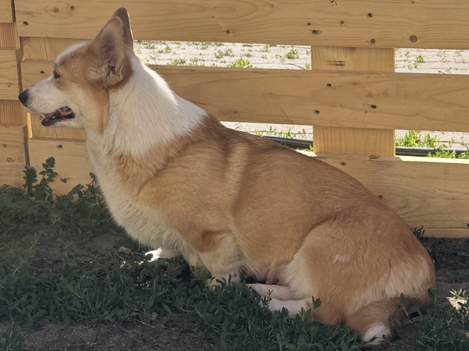 Welsh Corgi Welpe kaufen