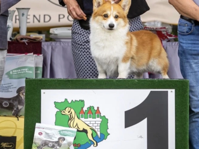 Welsh Corgi Welpe kaufen
