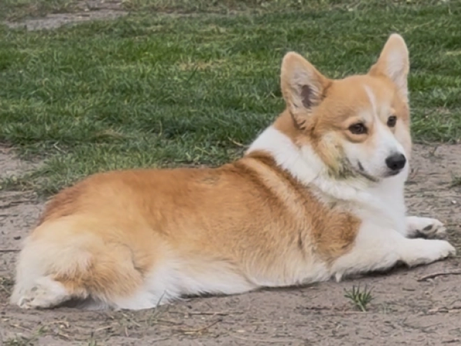 Welsh Corgi Welpe kaufen