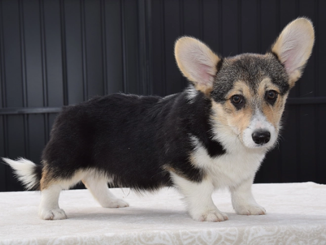 Welsh Corgi Welpe zu verkaufen