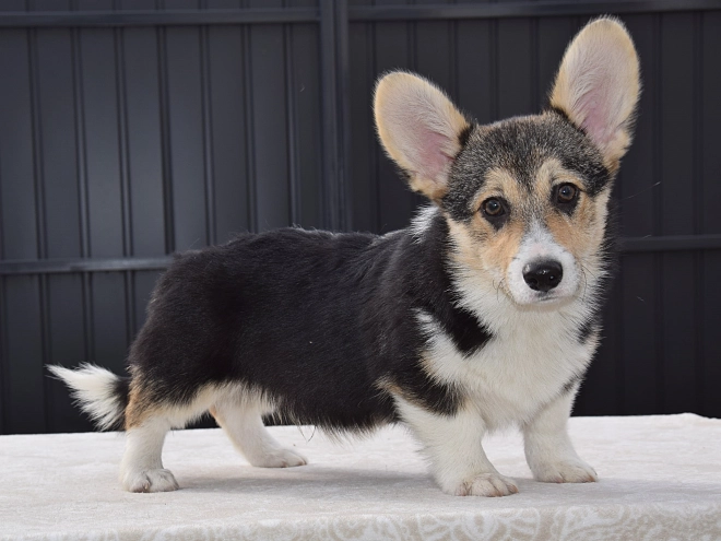 Welsh Corgi Welpe zu verkaufen