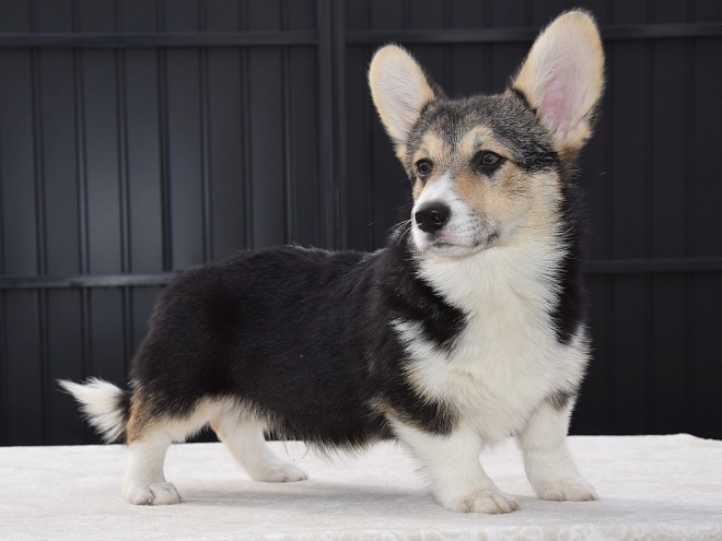 Welsh Corgi Welpe zu verkaufen
