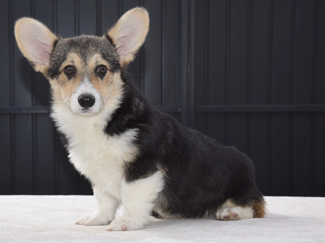 Welsh Corgi Welpe zu verkaufen