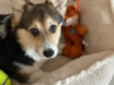 Beni - Pembroke - Welsh Corgi, EuroPuppy review from Monaco