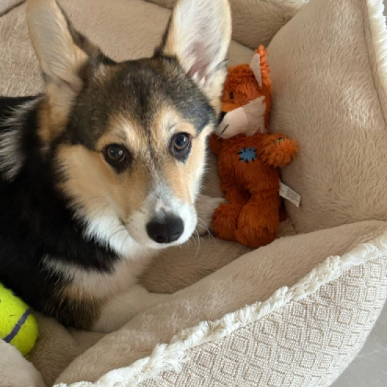 Beni - Pembroke - Welsh Corgi, EuroPuppy review from Monaco