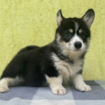 Pepper – Pembroke, tricolor Welsh Corgi for sale
