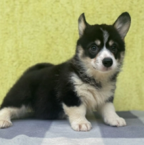 Welsh Corgi puppy for sale