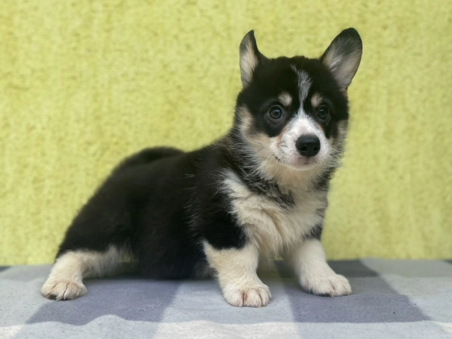 Welsh Corgi puppy for sale