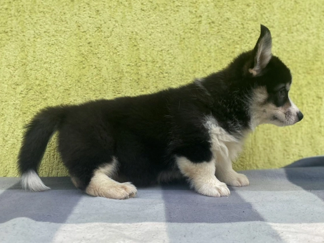 Welsh Corgi puppy for sale