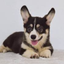 Pepper – Pembroke, tricolor Welsh Corgi for sale
