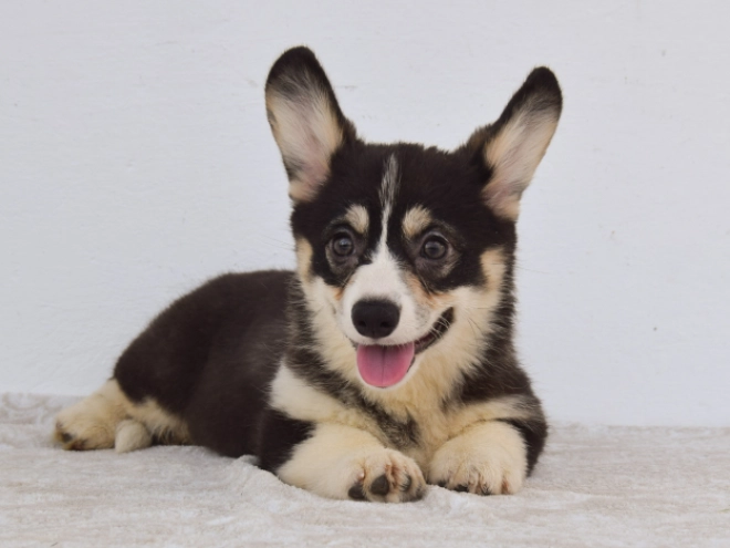 Perros Welsh Corgi en venta