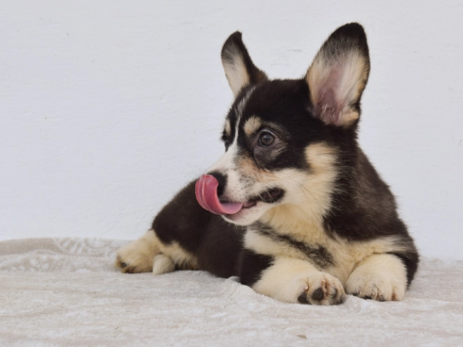 Perros Welsh Corgi en venta