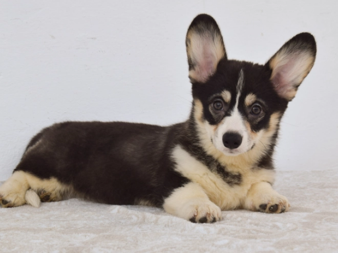 Perros Welsh Corgi en venta