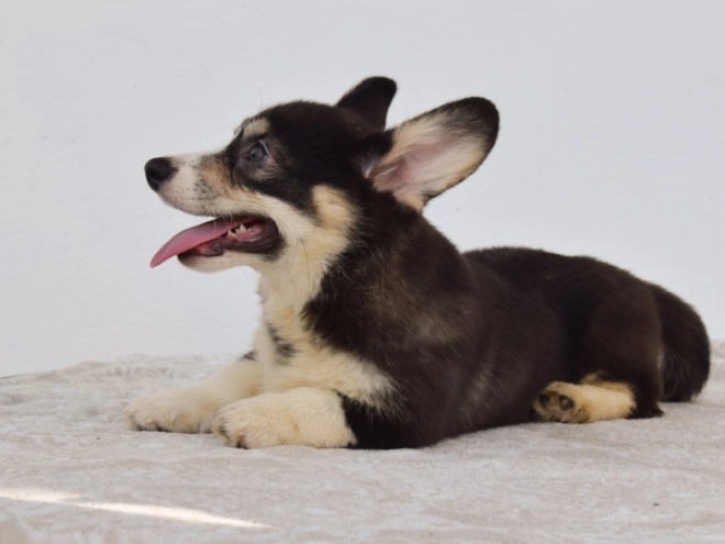 Perros Welsh Corgi en venta