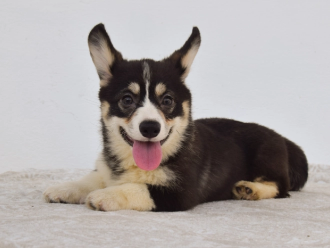 Perros Welsh Corgi en venta