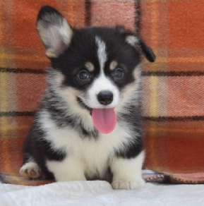 Welsh Corgi Welpe kaufen