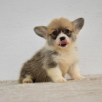 Leia – Pembroke, red and white Welsh Corgi for sale