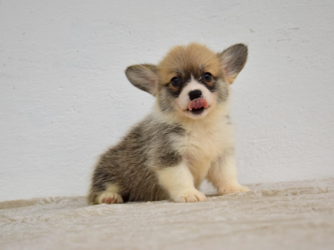 Welsh Corgi Welpe kaufen