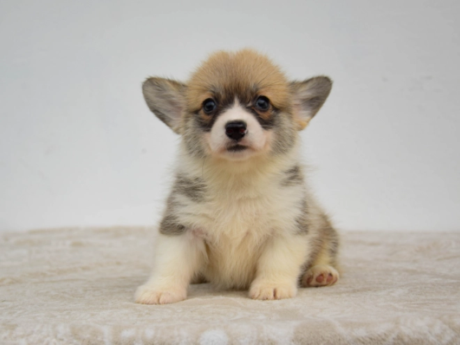 Welsh Corgi Welpe kaufen
