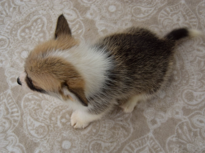 Welsh Corgi Welpe kaufen