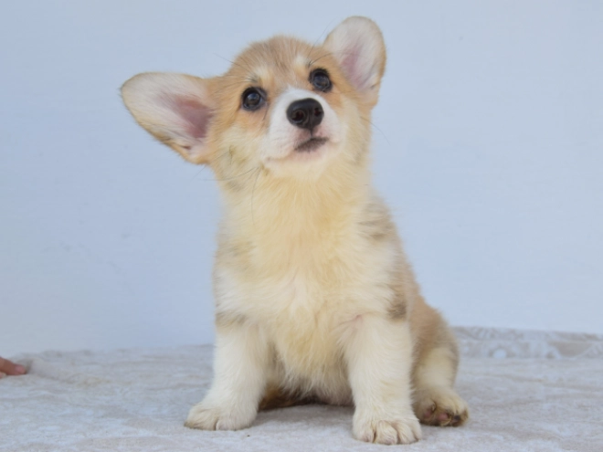 Welsh Corgi puppy for sale