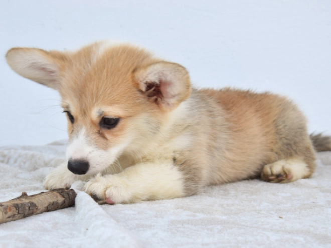 Welsh Corgi puppy for sale