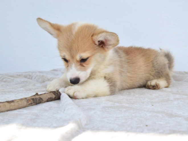 Welsh Corgi puppy for sale