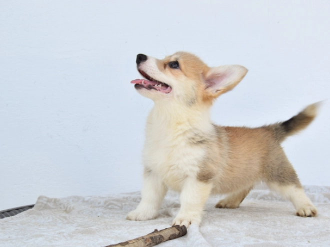 Welsh Corgi puppy for sale