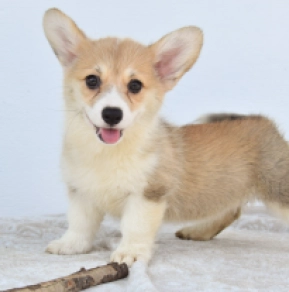 Welsh Corgi puppy for sale
