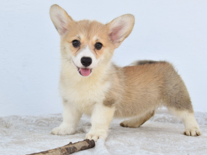 Welsh Corgi puppy for sale
