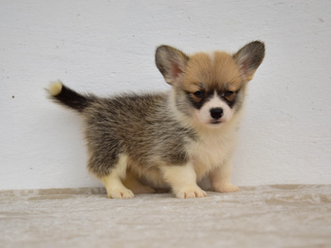 Welsh Corgi Welpe kaufen
