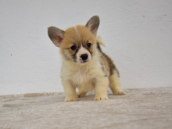 Welsh Corgi Welpe kaufen