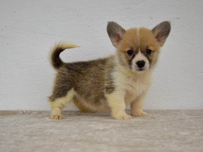 Welsh Corgi Welpe kaufen