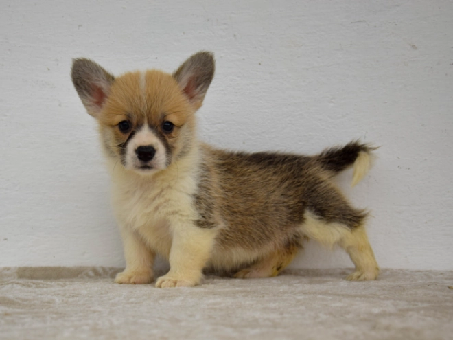 Welsh Corgi Welpe kaufen