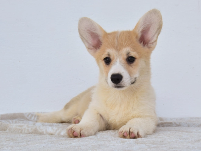 Perros Welsh Corgi en venta