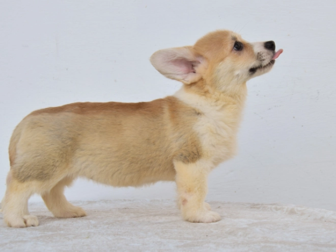 Perros Welsh Corgi en venta