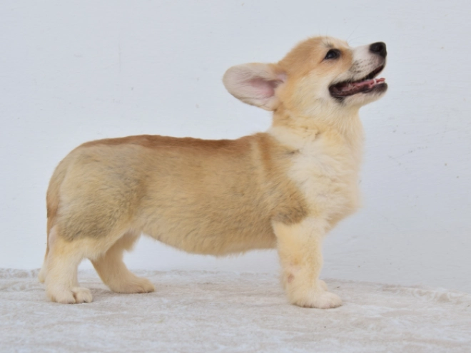 Perros Welsh Corgi en venta