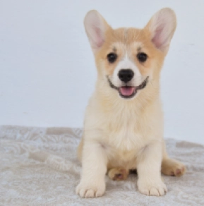 Welsh Corgi puppy for sale