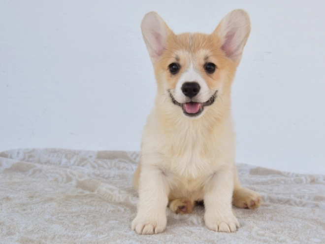 Perros Welsh Corgi en venta