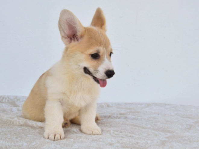 Perros Welsh Corgi en venta
