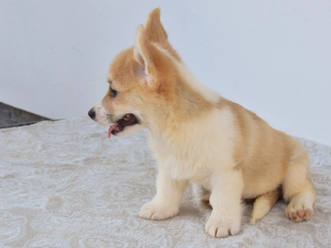 Perros Welsh Corgi en venta