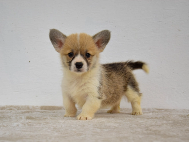 Welsh Corgi Welpe kaufen